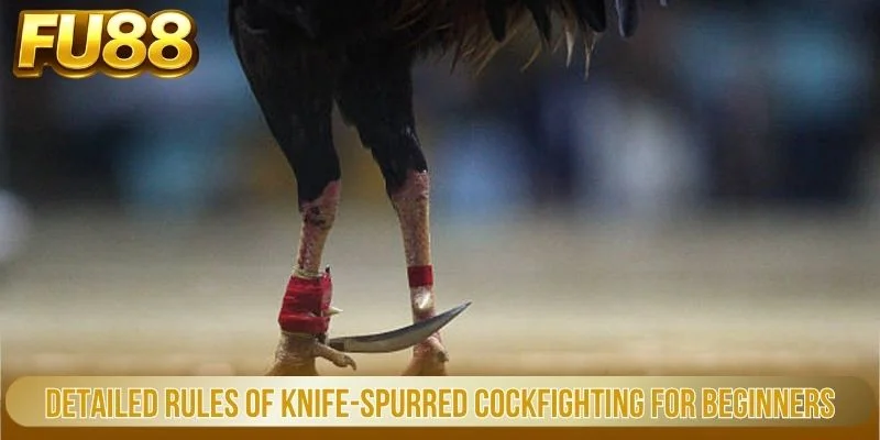 Đá Gà Cựa Dao - Đấu Trường Trực Tuyến Kịch Tính Tại Fu88 2 Detailed Rules Of Knife Spurred Cockfighting For Beginners