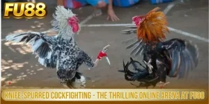 Knife Spurred Cockfighting The Thrilling Online Arena At Fu88