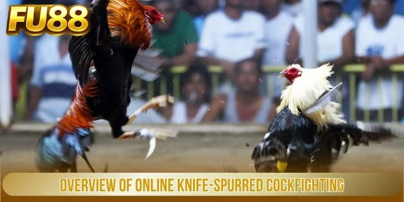 Đá Gà Cựa Dao - Đấu Trường Trực Tuyến Kịch Tính Tại Fu88 1 Overview Of Online Knife Spurred Cockfighting