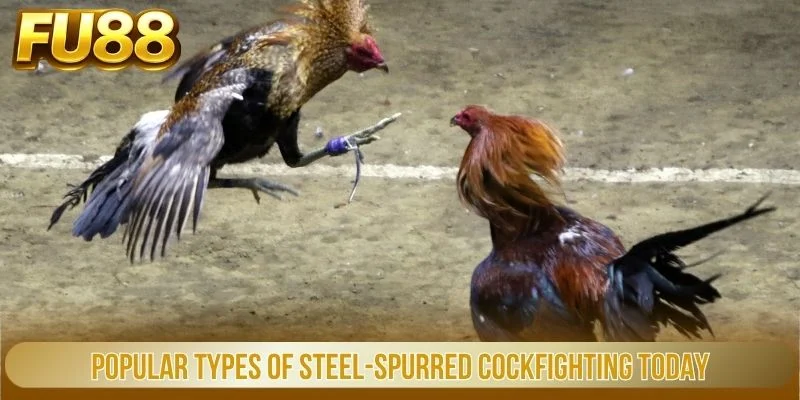 Đá Gà Cựa Sắt Fu88 - Đỉnh Cao Cá Cược Trực Tuyến Kịch Tính 2 Popular Types Of Steel Spurred Cockfighting Today