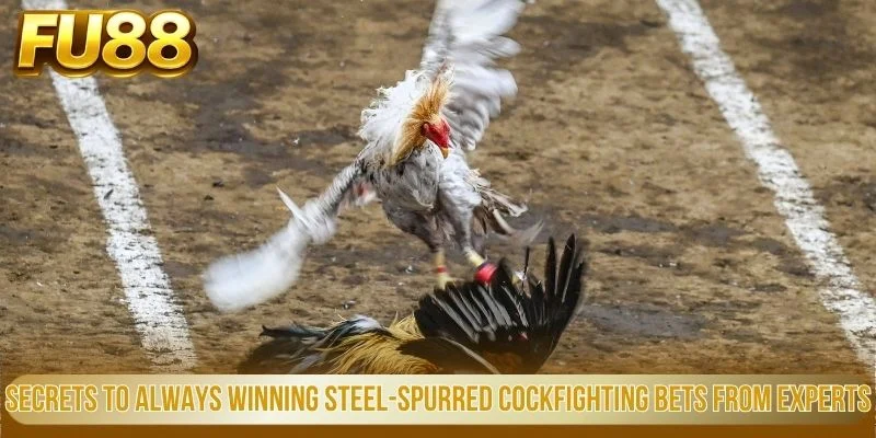 Đá Gà Cựa Sắt Fu88 - Đỉnh Cao Cá Cược Trực Tuyến Kịch Tính 3 Secrets To Always Winning Steel Spurred Cockfighting Bets From Experts